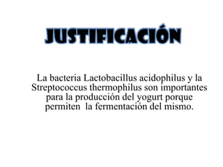 La bacteria Lactobacillus acidophilus y la
Streptococcus thermophilus son importantes
    para la producción del yogurt porque
   permiten la fermentación del mismo.
 