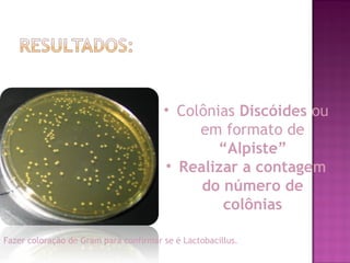• Colônias Discóides ou
em formato de
“Alpiste”
• Realizar a contagem
do número de
colônias
Fazer coloração de Gram para confirmar se é Lactobacillus.
 