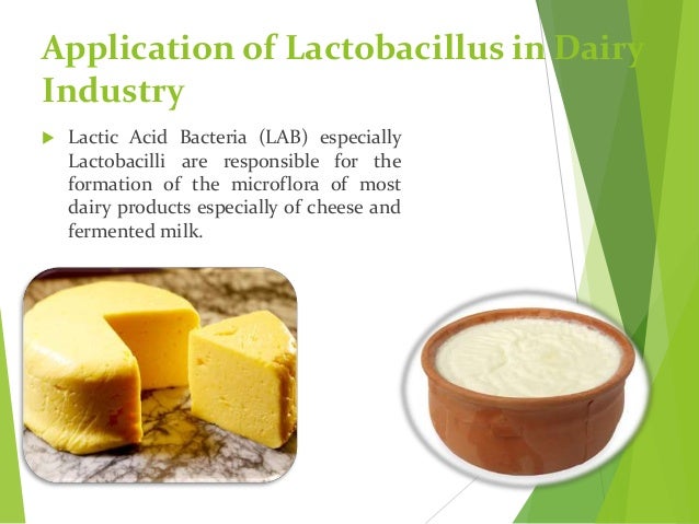 Lactobacillus