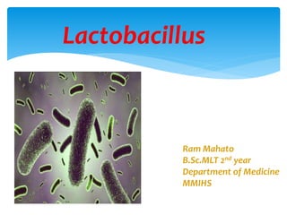 Lactobacillus
Ram Mahato
B.Sc.MLT 2nd year
Department of Medicine
MMIHS
 