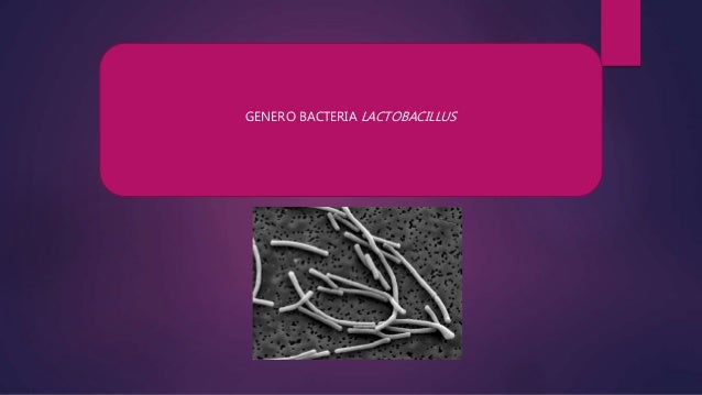 Lactobacillus Delbrueckii Y Bacillus Anthracis