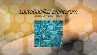 Lactobacillus plantarum
Rodrigo A. P. Vieira - 65698
 