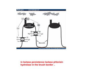 in lactase persistence lactase phlorizin
hydrolase in the brush border ..
 