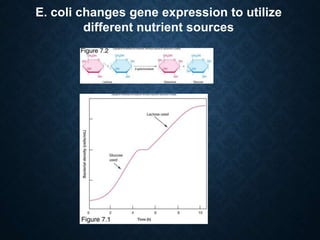 E. coli changes gene expression to utilize
different nutrient sources
 