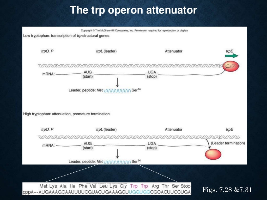 the-trp-operon-worksheet-answers-free-download-gmbar-co