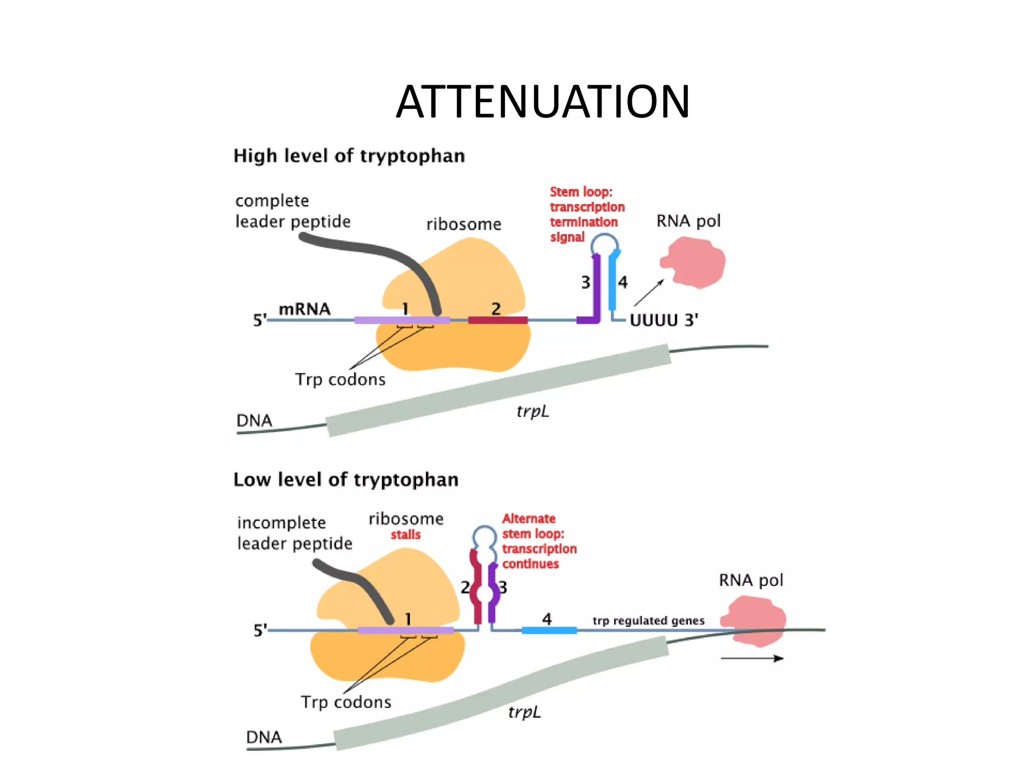 ATTENUATION

 
