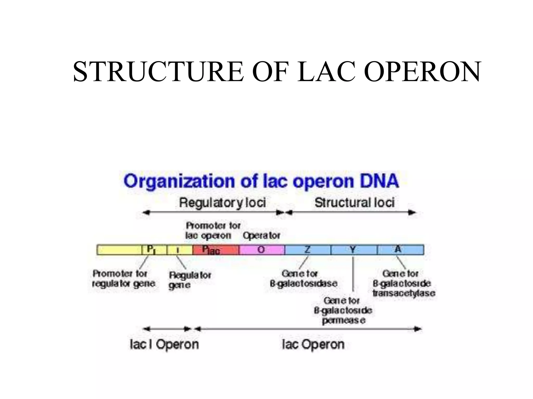 STRUCTURE OF LAC OPERON

 