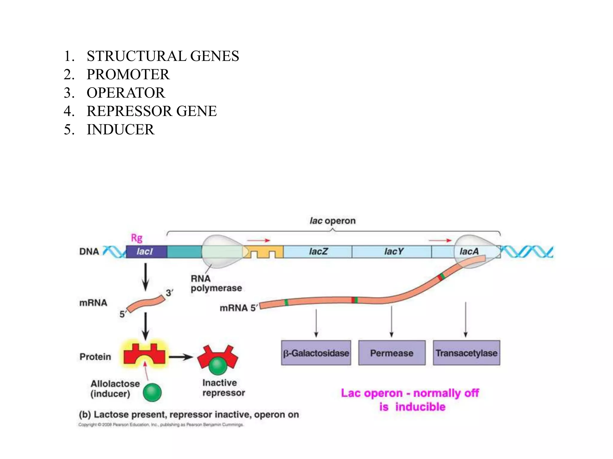 1.
2.
3.
4.
5.

STRUCTURAL GENES
PROMOTER
OPERATOR
REPRESSOR GENE
INDUCER

 