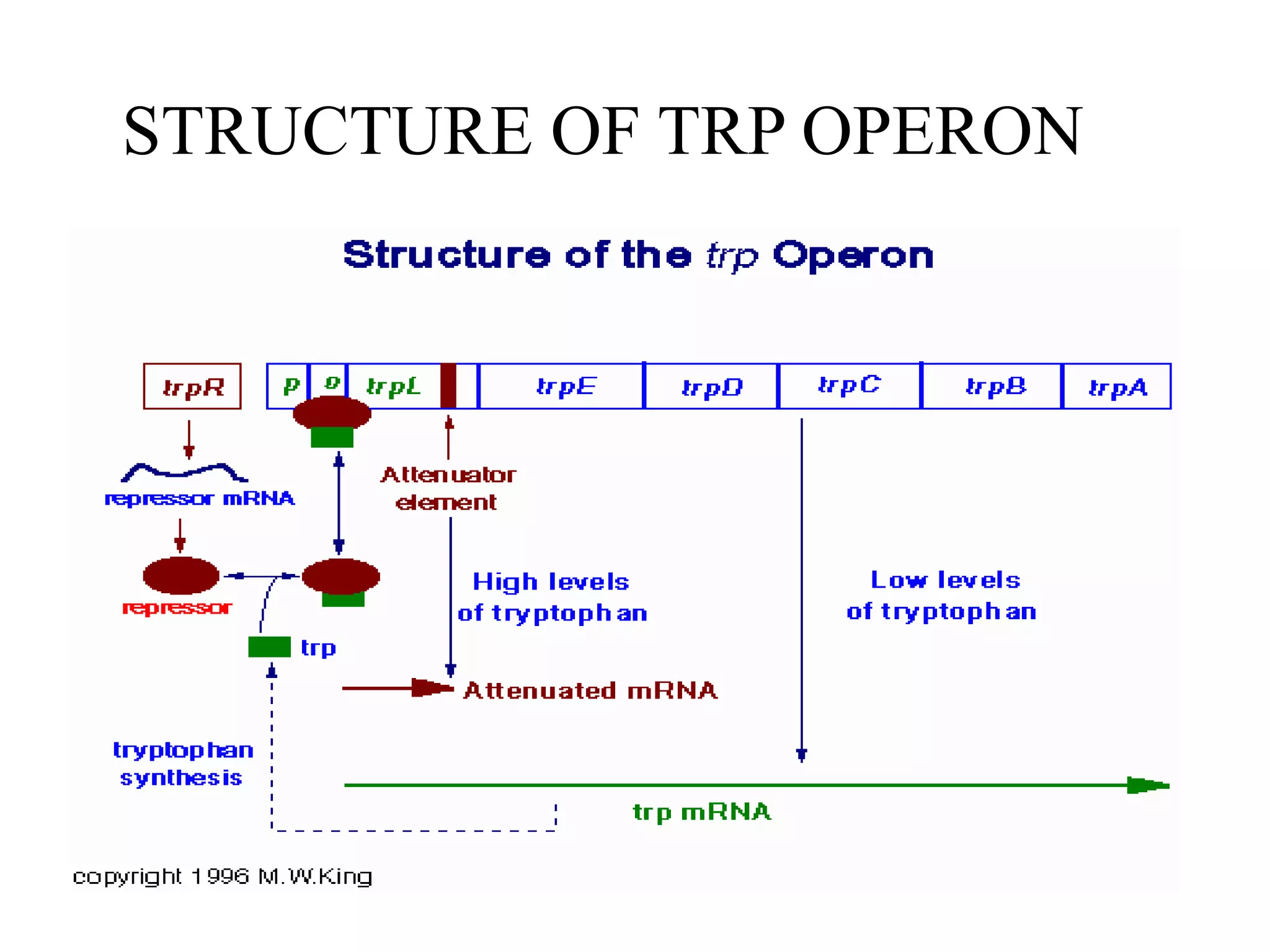 STRUCTURE OF TRP OPERON

 