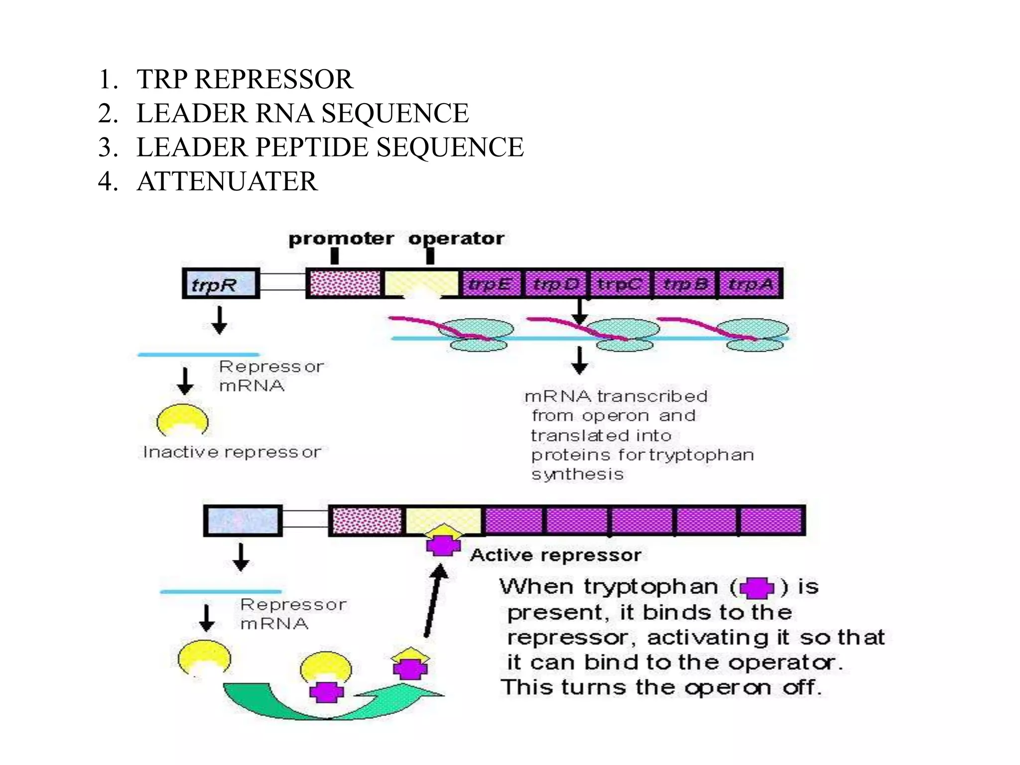 1.
2.
3.
4.

TRP REPRESSOR
LEADER RNA SEQUENCE
LEADER PEPTIDE SEQUENCE
ATTENUATER

 