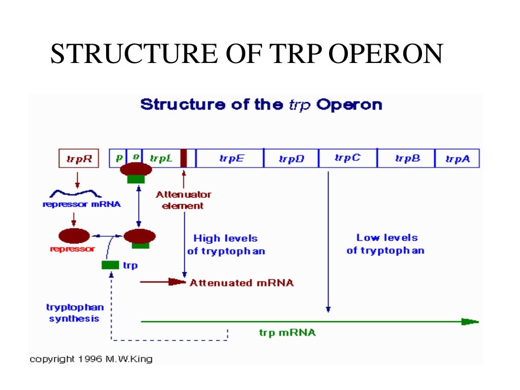 lac operon and trp operon ppt