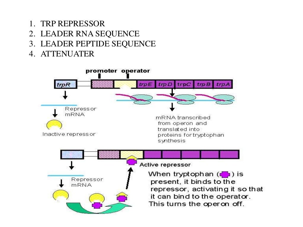 lac operon and trp operon ppt