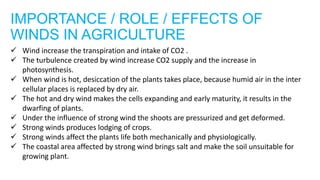 IMPORTANCE / ROLE / EFFECTS OF
WINDS IN AGRICULTURE
 Wind increase the transpiration and intake of CO2 .
 The turbulence created by wind increase CO2 supply and the increase in
photosynthesis.
 When wind is hot, desiccation of the plants takes place, because humid air in the inter
cellular places is replaced by dry air.
 The hot and dry wind makes the cells expanding and early maturity, it results in the
dwarfing of plants.
 Under the influence of strong wind the shoots are pressurized and get deformed.
 Strong winds produces lodging of crops.
 Strong winds affect the plants life both mechanically and physiologically.
 The coastal area affected by strong wind brings salt and make the soil unsuitable for
growing plant.
 