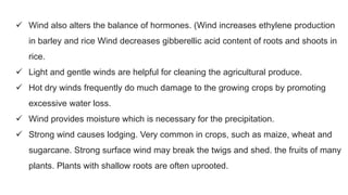  Wind also alters the balance of hormones. (Wind increases ethylene production
in barley and rice Wind decreases gibberellic acid content of roots and shoots in
rice.
 Light and gentle winds are helpful for cleaning the agricultural produce.
 Hot dry winds frequently do much damage to the growing crops by promoting
excessive water loss.
 Wind provides moisture which is necessary for the precipitation.
 Strong wind causes lodging. Very common in crops, such as maize, wheat and
sugarcane. Strong surface wind may break the twigs and shed. the fruits of many
plants. Plants with shallow roots are often uprooted.
 