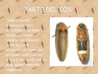 PARTS DEL COS: Tenen un parell d’antenes primes i articulades i una mena  de closca a la seva  esquena. Les femelles, tenen les potes  gruixudes i no tenen ales  per poder volar. Com els  altres in sectes del mateix  grup, també tenen ulls  compostos.  