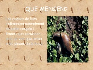 QUE MENGEN? Les cuques de llum  s’alimenten normalment de petits cargols i  llimacs que paralitzen amb un verí que tenen  a les pinces de la boca. 