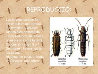 REPRODUCCIÓ: Les cuques de llum fan servir la llum per atraure les femelles. Uns dies Alguns dies després de La reproducció, la femella posa els ous sota la terra. Els ous s’incuben 3 o 4 Setmanes i llavors, surten les larves. Algunes fan caus, o forats en l’escorça dels arbres. 