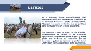 En la actualidad existen aproximadamente 1200
comunidades montubias localizadas en 75 cantones de
las provincias de Guayas, Manabí, Los Ríos y el Oro.
Alrededor de cuarenta mil familias que se identifican
como montubias viven en el Litoral ecuatoriano.
Los montubios poseen un acento peculiar al hablar,
tradicionalmente se dedican a las actividades
agropecuarias, les gustan los gallos de pelea y domar
potros. Los montubios se caracterizan por ser
tocadores de guitarra, se inspiran en el pasillo y tienen
una tradición oral mágica conocida como los amorfinos.
MESTIZOS
 