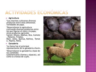    Agricultura
 *Los chavines cultivaron diversos
 productos entre ellos diferentes
 variedades de papa.
 *Desarrollaron la agricultura
 cultivando diversos productos entre
 los que figuran el maíz y la papa,
 otros productos agrícolas
 fueron: Olluco, Mashua, Oca, Camote
 , Pallares, Frijoles,
 Maní, Ajíes, Quinua, Kañiwa, Tomat
 e, Pepino, Palta.
 Ganadería
 *La llama fue el principal
 representante de la ganadería chavín.
 *Desarrollaron la ganadería a base de
 los camélidos
 sudamericanos (llamas y alpacas), así
 como la crianza de cuyes.
 