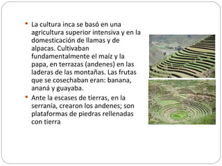 La cultura inca se basó en una agricultura superior intensiva y en la domesticación de llamas y de alpacas. Cultivaban fundamentalmente el maíz y la papa, en terrazas (andenes) en las laderas de las montañas. Las frutas que se cosechaban eran: banana, ananá y guayaba. Ante la escases de tierras, en la serranía, crearon los andenes; son plataformas de piedras rellenadas con tierra 