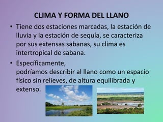 CLIMA Y FORMA DEL LLANO
• Tiene dos estaciones marcadas, la estación de
lluvia y la estación de sequía, se caracteriza
por sus extensas sabanas, su clima es
intertropical de sabana.
• Específicamente,
podríamos describir al llano como un espacio
físico sin relieves, de altura equilibrada y
extenso.
 