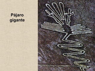 Pájaro
gigante

 