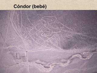 Cóndor (bebé)

 