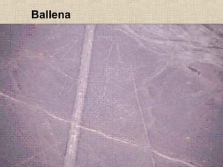 Ballena

 