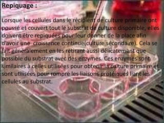 Repiquage :
Lorsque les cellules dans le récipient de culture primaire ont
poussé et couvert tout le substrat de culture disponible, elles
doivent être repiquées pour leur donner de la place afin
d’avoir une croissance continue(culture sécondaire). Cela se
fait généralement en les retirant aussi délicatement que
possible du substrat avec des enzymes. Ces enzymes sont
similaires à celles utilisées pour obtenir la culture primaire et
sont utilisées pour rompre les liaisons protéiques liant les
cellules au substrat.
 
