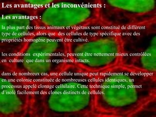 Les avantages et les inconvénients :
Les avantages :
la plus part des tissus animaux et végétaux sont constitué de différent
type de cellules, alors que des cellules de type spécifique avec des
propriétés homogène peuvent être cultivé.

les conditions expérimentales, peuvent être nettement mieux contrôlées
en culture que dans un organisme intacts.

dans de nombreux cas, une cellule unique peut rapidement se développer
en une colonie constituée de nombreuses cellules identiques, un
processus appelé clonage cellulaire. Cette technique simple, permet
d’isolé facilement des clones distincts de cellules.
 