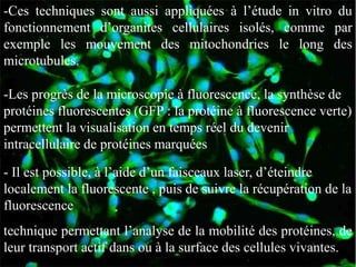 -Ces techniques sont aussi appliquées à l’étude in vitro du
fonctionnement d’organites cellulaires isolés, comme par
exemple les mouvement des mitochondries le long des
microtubules.

-Les progrès de la microscopie à fluorescence, la synthèse de
protéines fluorescentes (GFP : la protéine à fluorescence verte)
permettent la visualisation en temps réel du devenir
intracellulaire de protéines marquées

- Il est possible, à l’aide d’un faisceaux laser, d’éteindre
localement la fluorescente , puis de suivre la récupération de la
fluorescence
technique permettant l’analyse de la mobilité des protéines, de
leur transport actif dans ou à la surface des cellules vivantes.
 