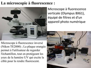 La microscopie à fluorescence :
                                        Microscope à fluorescence
                                        verticale (Olympus BX61),
                                        équipé de filtres et d'un
                                        appareil photo numérique




Microscope à fluorescence inversé
(Nikon TE2000) ; La plaque orangée
permet à l'utilisateur de regarder
l'échantillon, tout en protégeant les
yeux de la lumière UV qui excite la
cible pour la rendre fluorescent.
 