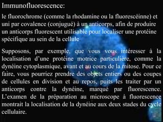 Immunofluorescence:
le fluorochrome (comme la rhodamine ou la fluorescéinne) et
uni par covalence (conjugué) à un anticorps, afin de produire
un anticorps fluorescent utilisable pour localiser une protéine
spécifique au sein de la cellule.
Supposons, par exemple, que vous vous intéresser à la
localisation d’une protéine motrice particulière, comme la
dynéine cytoplasmique, avant et au cours de la mitose. Pour ce
faire, vous pourriez prendre des objets entiers ou des coupes
de cellules en division et au repos, puits les traiter par un
anticorps contre la dynéine, marqué par fluorescence.
L’examen de la préparation au microscope à fluorescence
montrait la localisation de la dynéine aux deux stades du cycle
cellulaire.
 