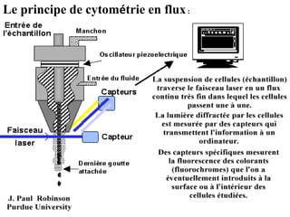 Le principe de cytométrie en flux :
 