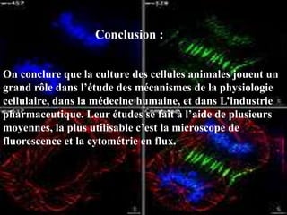 Conclusion :


On conclure que la culture des cellules animales jouent un
grand rôle dans l’étude des mécanismes de la physiologie
cellulaire, dans la médecine humaine, et dans L’industrie
pharmaceutique. Leur études se fait à l’aide de plusieurs
moyennes, la plus utilisable c’est la microscope de
fluorescence et la cytométrie en flux.
 