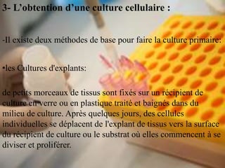 3- L’obtention d’une culture cellulaire :


-Il existe deux méthodes de base pour faire la culture primaire:


•les Cultures d'explants:

de petits morceaux de tissus sont fixés sur un récipient de
culture en verre ou en plastique traité et baignés dans du
milieu de culture. Après quelques jours, des cellules
individuelles se déplacent de l'explant de tissus vers la surface
du récipient de culture ou le substrat où elles commencent à se
diviser et proliférer.
 