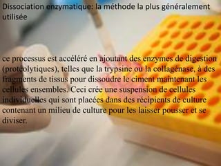 Dissociation enzymatique: la méthode la plus généralement
utilisée



ce processus est accéléré en ajoutant des enzymes de digestion
(protéolytiques), telles que la trypsine ou la collagénase, à des
fragments de tissus pour dissoudre le ciment maintenant les
cellules ensembles. Ceci crée une suspension de cellules
individuelles qui sont placées dans des récipients de culture
contenant un milieu de culture pour les laisser pousser et se
diviser.
 