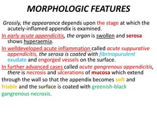 MORPHOLOGIC FEATURES
Grossly, the appearance depends upon the stage at which the
acutely-inflamed appendix is examined.
In early acute appendicitis, the organ is swollen and serosa
shows hyperaemia.
In welldeveloped acute inflammation called acute suppurative
appendicitis, the serosa is coated with fibrinopurulent
exudate and engorged vessels on the surface.
In further advanced cases called acute gangrenous appendicitis,
there is necrosis and ulcerations of mucosa which extend
through the wall so that the appendix becomes soft and
friable and the surface is coated with greenish-black
gangrenous necrosis.
 