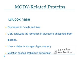 MODY-Related Proteins 
Glucokinase 
 Expressed in b-cells and liver 
 GSK catalyzes the formation of glucose-6-phosphate from 
glucose. 
 Liver – Helps in storage of glucose as glycogen 
 Mutation causes problem in conversion 
 