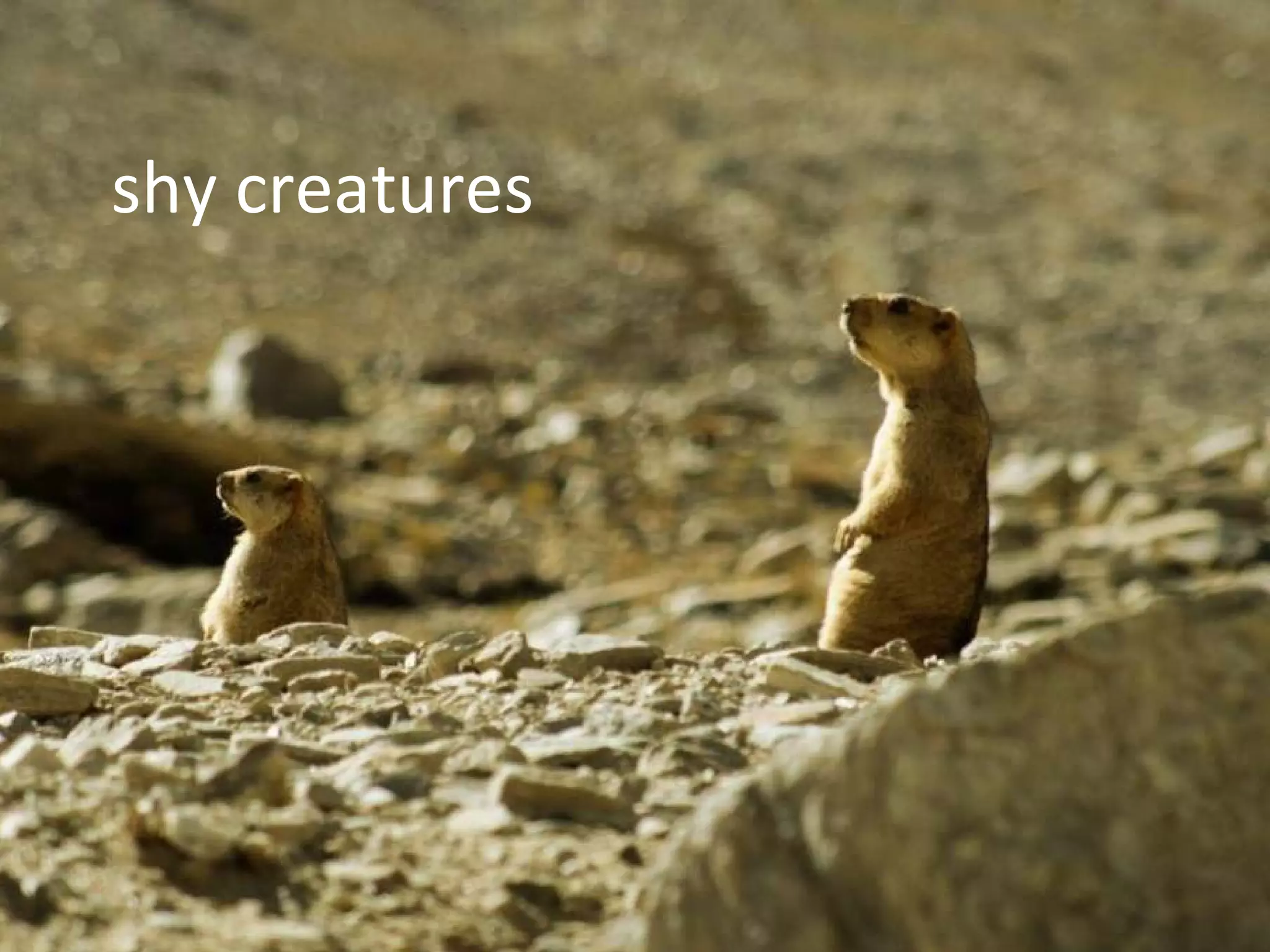 shy creatures
