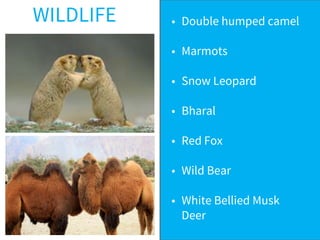 • Double humped camel
• Marmots
• Snow Leopard
• Bharal
• Red Fox
• Wild Bear
• White Bellied Musk
Deer
WILDLIFE
 