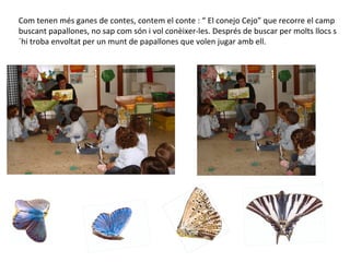 Com tenen més ganes de contes, contem el conte : “ El conejo Cejo” que recorre el camp
buscant papallones, no sap com són i vol conèixer-les. Després de buscar per molts llocs s
´hi troba envoltat per un munt de papallones que volen jugar amb ell.
 