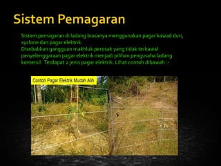 Ladang buah buahan moden