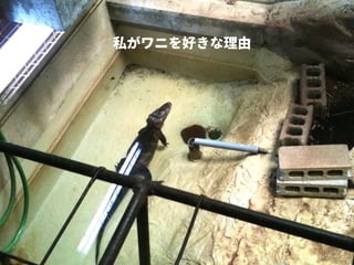 私がワニを好きな理由
 