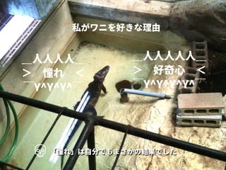 ＿人人人人＿
＞ 憧れ ＜
￣Y^Y^Y^￣
＿人人人人人＿
＞ 好奇心 ＜
￣Y^Y^Y^Y^￣
私がワニを好きな理由
「憧れ」は自分でもまさかの結果でした
 