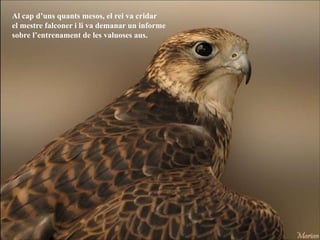Al cap d’uns quants mesos, el rei va cridar
el mestre falconer i li va demanar un informe
sobre l’entrenament de les valuoses aus.
 