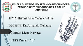 TEMA: Huesos de la Mano y del Pie
DOCENTE: Dr. Armando Quintana
NOMBRE: Diego Narvaez
CURSO: Primero “B”
 