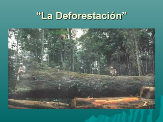 ““La Deforestación”La Deforestación”
 