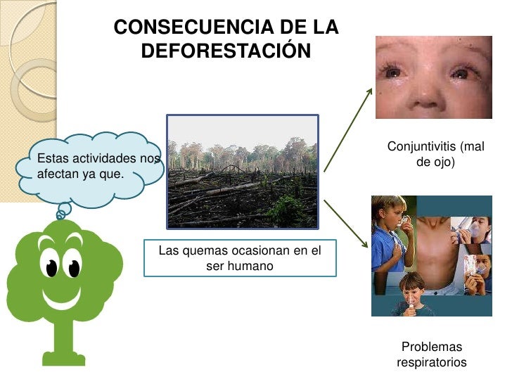 La deforestación La deforestación