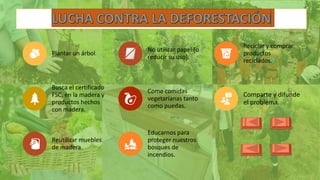 Plantar un árbol.
No utilizar papel (o
reducir su uso).
Reciclar y comprar
productos
reciclados.
Busca el certificado
FSC, en la madera y
productos hechos
con madera.
Come comidas
vegetarianas tanto
como puedas.
Comparte y difunde
el problema.
Reutilizar muebles
de madera.
Educarnos para
proteger nuestros
bosques de
incendios.
 